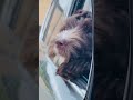 Just hanging out the window...:) #puppy #cute #doodle