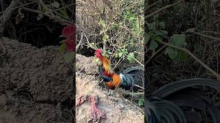 Ting G Rng Gy Chun Nht 2025 tinggrng chicken garung suabqaibqus