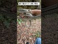 蛇に噛まれたら痛い理由... #shorts