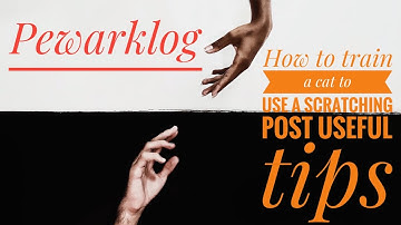 How to train a cat to use a scratching post useful tips