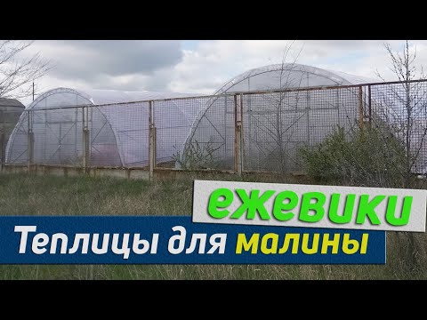 бизнес Теплицы для малины и ежевики