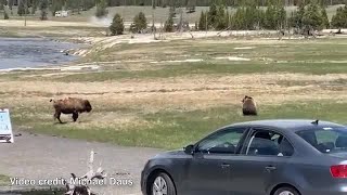Bear takes down bison in Yellowstone National Park