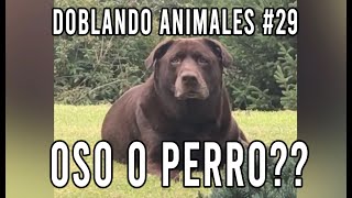 ANIMALES QUE HABLAN #29 🤣  Doblando Animales Virales - Carlos Roca Locutor @carlosrocalocutor