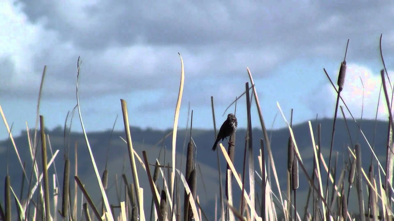 Birds of the Marsh YouTube