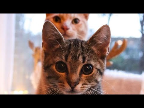 beautiful-cat-watch-now!-entertaining-videos