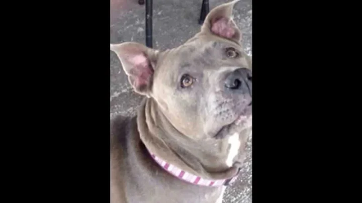 Nyla: If I Could Wish