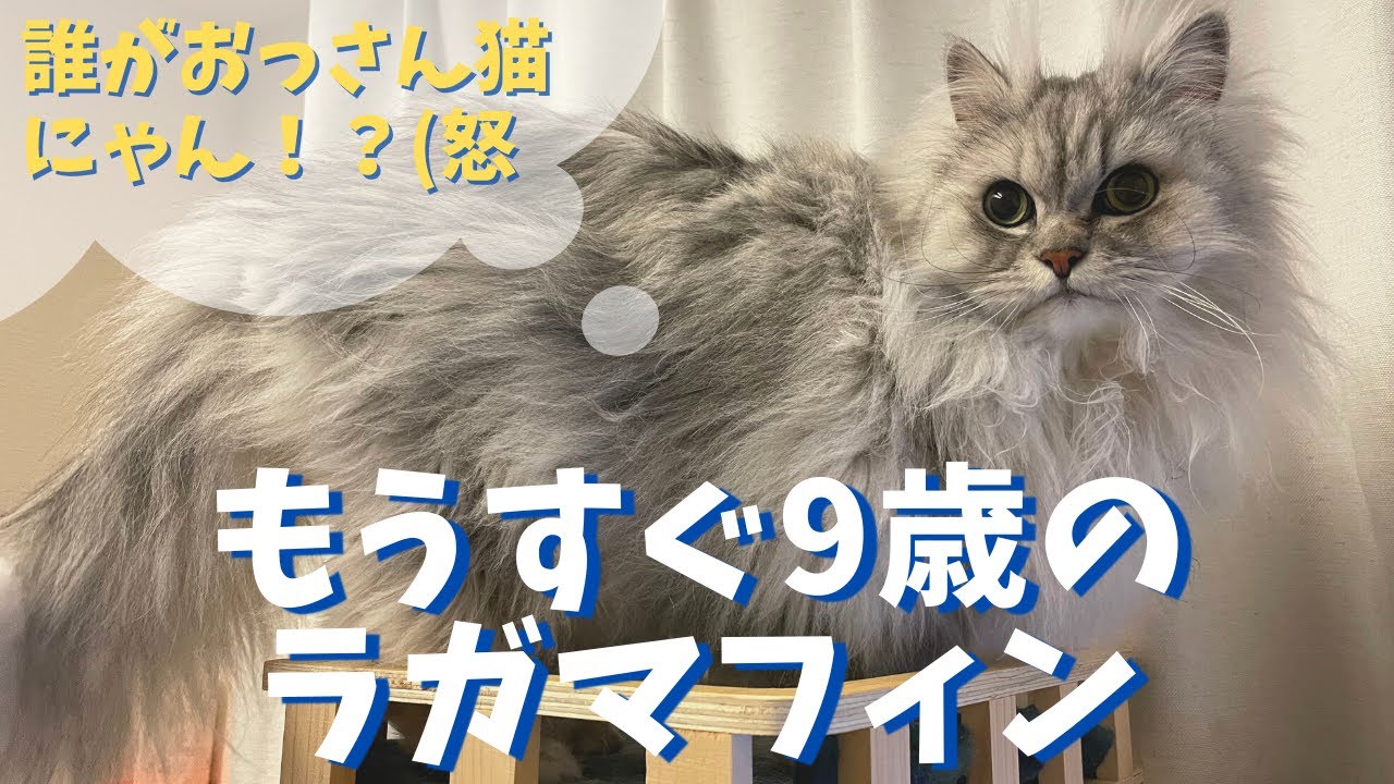 ラガマフィン445様 ラガマフィンでシルバー系の子猫を探す｜子猫ブリーダーナビ