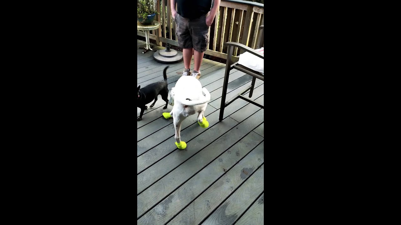 pitbull rain boots