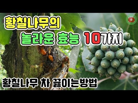 푸른입홍합