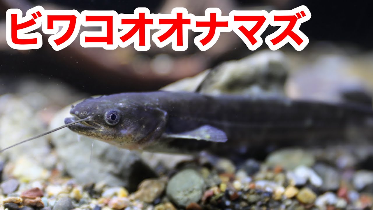 日本最強の淡水魚 ビワコオオナマズを飼い始めました Youtube 日本最強の淡水魚 ビワコオオナマズを飼い始めました Youtube