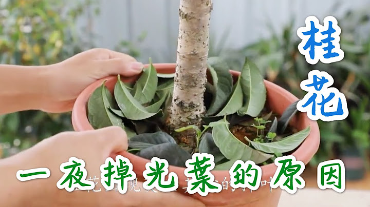 【天天小花農】桂花一夜間掉了葉片，葉片沒有任何異樣，告訴你三個原因 - 天天要聞