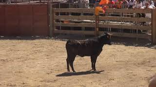 MATINAL VACAS PLAZA IGEA (LA RIOJA) G. MACUA 4- 09- 2019.