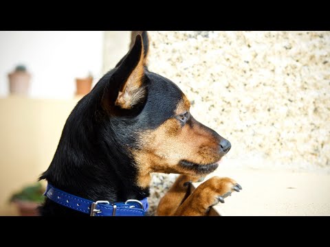 Video: Il pinscher in miniatura perde?