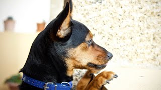 Il Pinscher non è un cane da divano