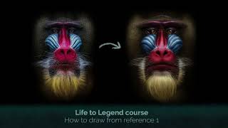 Timelapse video drawing a Mandrill (Life to Legend Skillshare course)