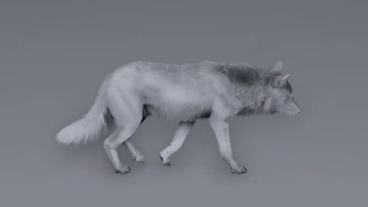 Wolf 3d Model with Rigged and Animations 