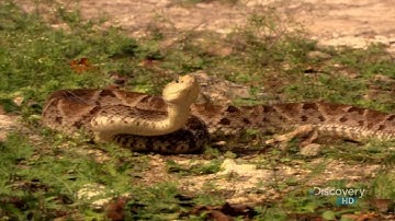 Austin Stevens Adventures - The Last Serpent - Part 1