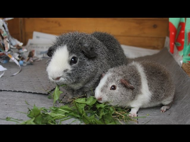 baby boy guinea pig