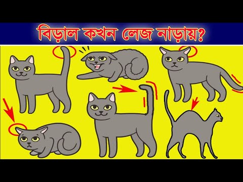 ভিডিও: লেজ তাড়া করা মানে কি?