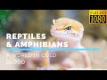 Reptiles & Amphibians: A World In Cold Blood in HD