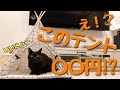 【保護猫と暮らす】シンプルでおしゃれなペット用テントがこの値段で！？DAISOの新業態Standard Products【狭小住宅のインテリア】