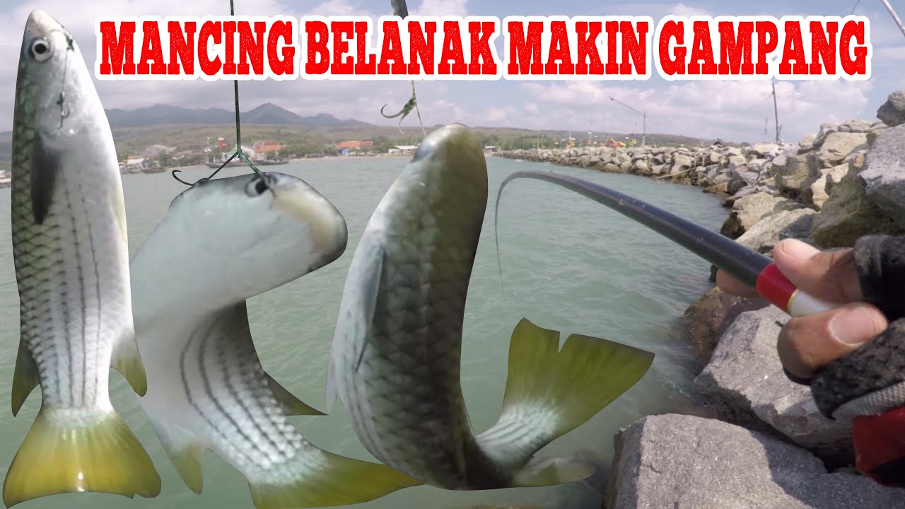 Mancing Belanak Ekor Kuning Makin Mudah Strike : Fun Fishing Trip Indonesia