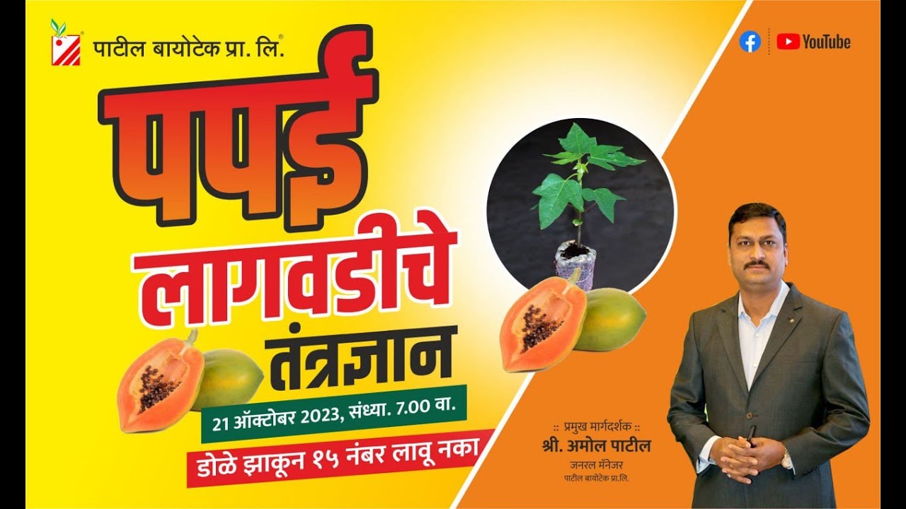 पपई लागवडीचे तंत्रज्ञान - डोळे झाकून 15 नंबर लावू नका #patilbiotech