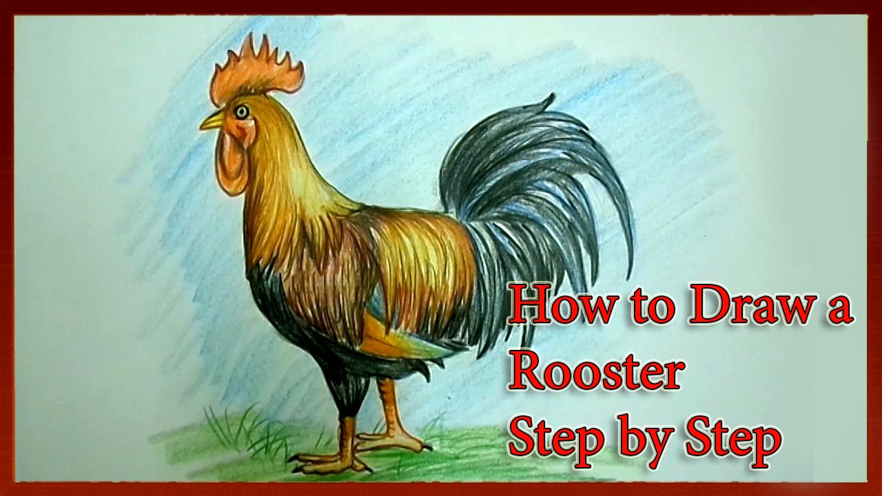  How to Draw  a Rooster Step  by Step  YouTube