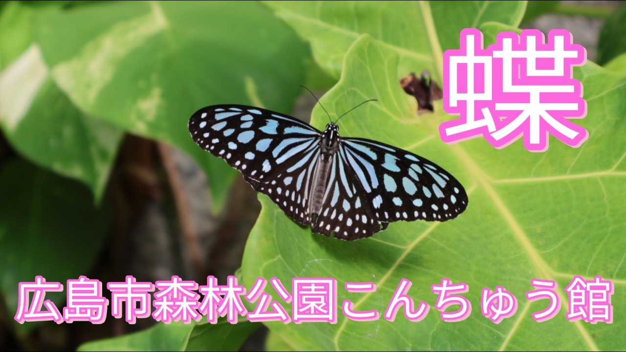 蝶/広島市森林公園こんちゅう館/ Butterflies/Hiroshima City Forest Park Insect Museum