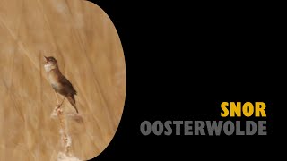 Oosterwolde | Snor (20240504) | Birding (NL)