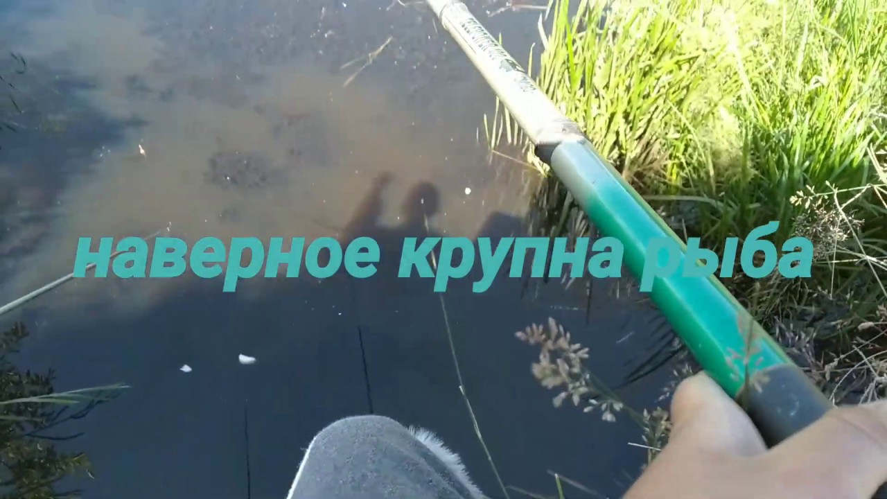 Линь на поплавочную удочку видео. Линь на поплавочную удочку видео