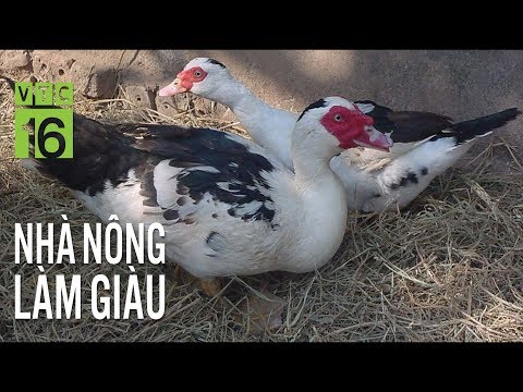 Video Thụ tinh nhân tạo nhân giống con lai ngan vịt | VTC16 - youtube