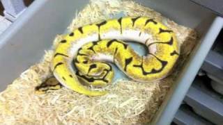 Morphs 101 - Dream Bee Profile