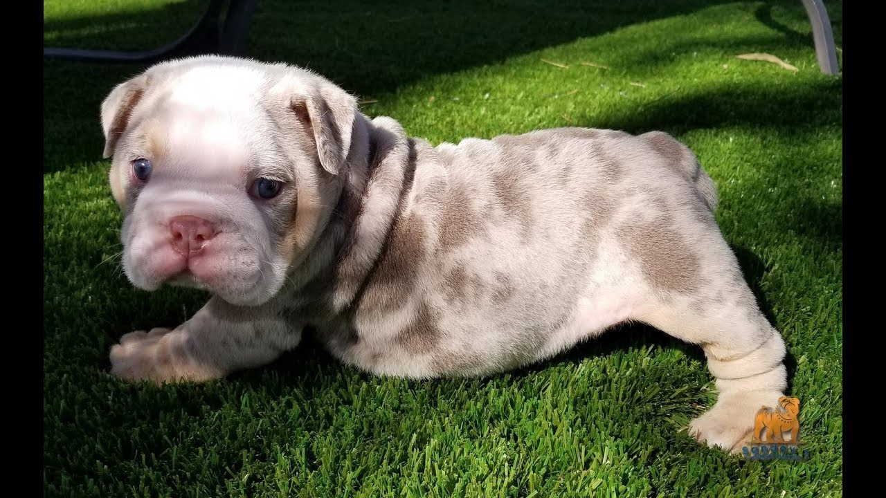 English Bulldog for sale / Amazing Lilac Tri Merle Puppy
