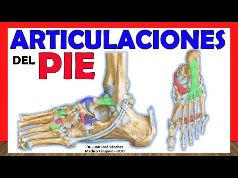 Vídeo: Ligamento Colateral De Articulaciones Interfalángicas Del Pie - Mapas Corporales