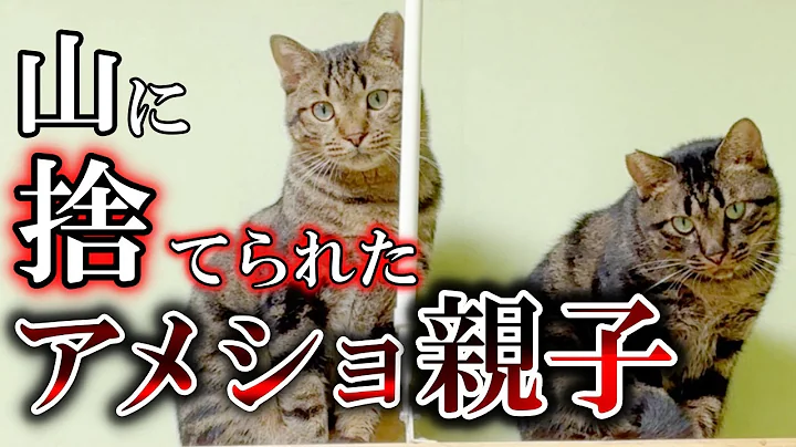 Video 11839371: american shorthair cat