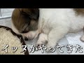 生後２ヶ月の子犬がおうちにやってきました。かわいすぎます…。【チワペキのトニー】