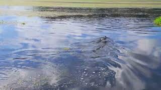 KACHUNGA Airboat Adventures- Florida River Tour