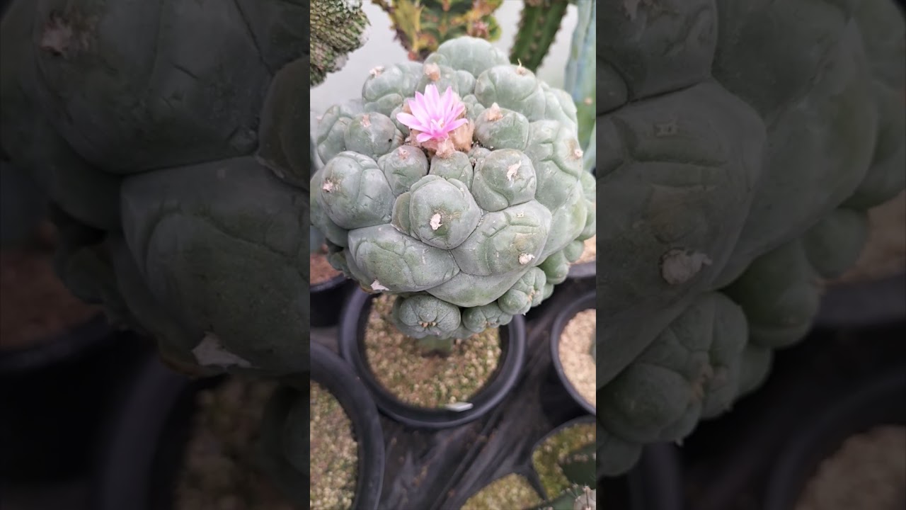 銀冠玉 Lophophora fricii 2026 06 30 ＃shorts - YouTube