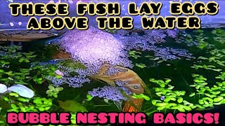 How I Breed Bubble Nesters Bettas, Gouramis & Paradise Fish! How to Care for & Begin to Spawn Them.
