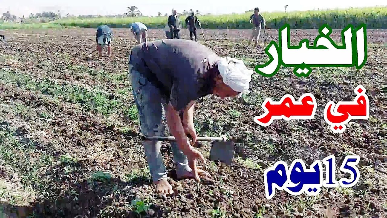 الخيار في عمر 15 يوم☝أهم المعاملات  ☝وكيفية تحميل الملوخيةعلى الخيار الجزء الرابع