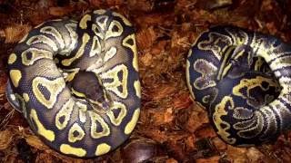 Ball Python Unboxing:  Clown group Profile