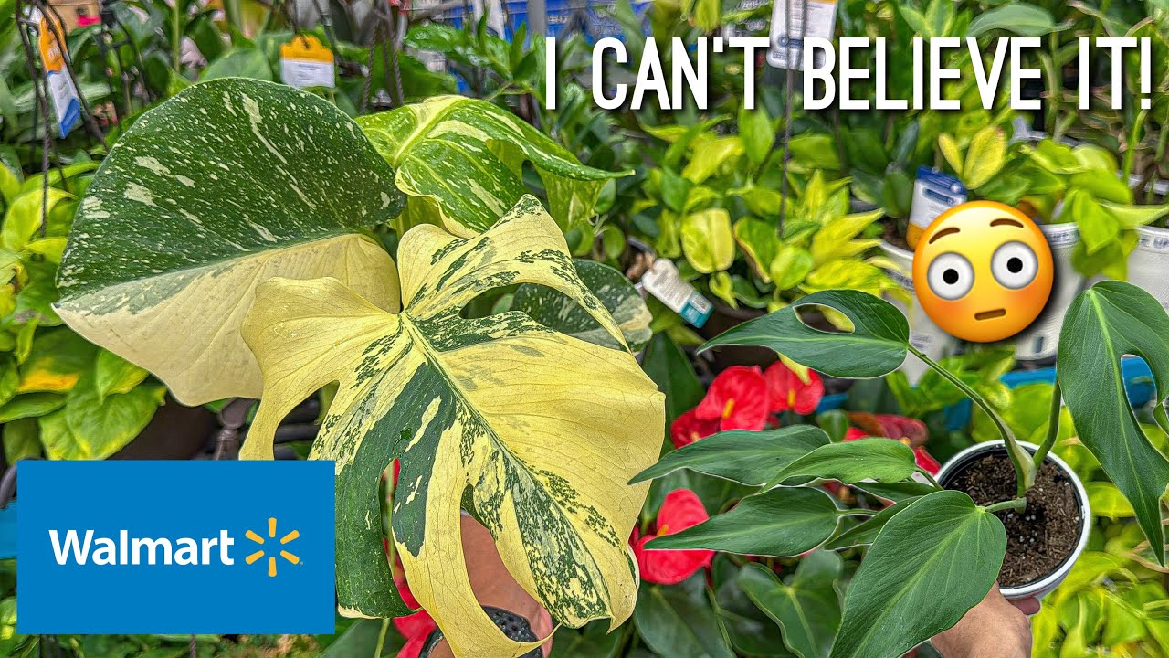 You wont believe 😳 what I found at Walmart! Plant Shopping Big Box Store