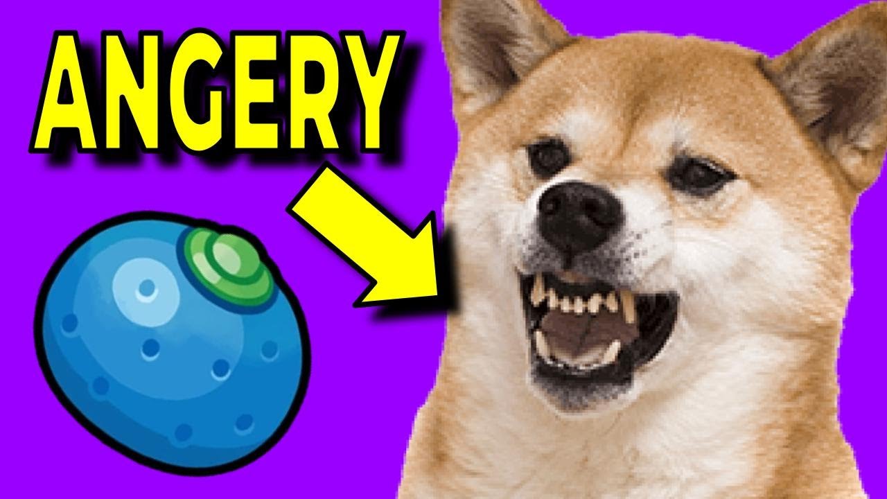The Oran Berry Crisis [Pokémon Sapphire Gameplay] YouTube