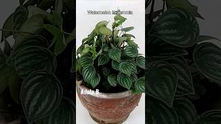 Watermelon Peperomia Argyreia Propagation #shorts #youtubeshorts