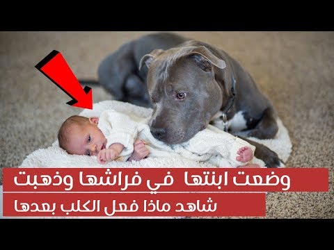 فيديو: طفل يريد كلباً: أن يكون له كلب أم لا؟