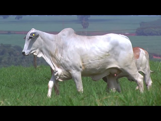 Lote 40   Leilão Virtual Liquidação Kanaxue Chateaubriand Matrizes Paridas e Novilhas