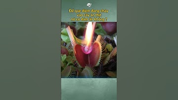 Để que DIÊM ĐANG CHÁY vào CÂY ĂN THỊT nó có dám ăn không ? #shorts