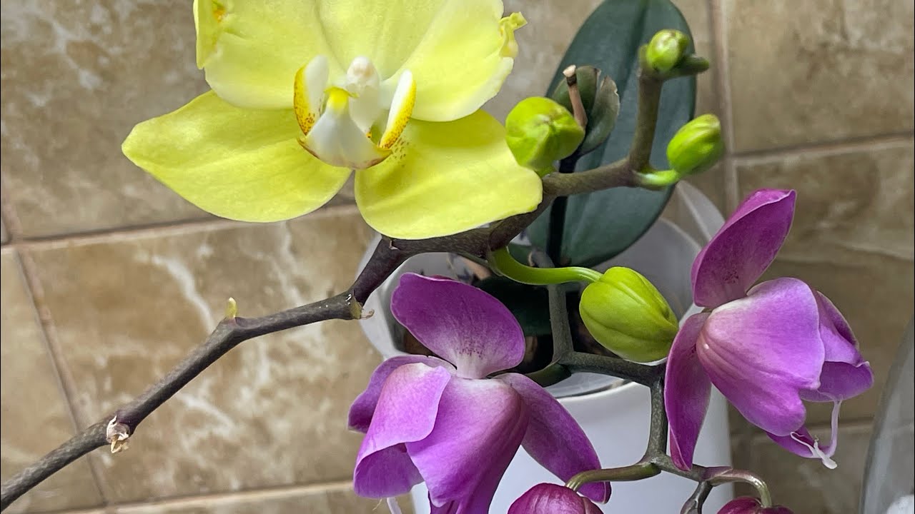 Влог. Новиночка 🦋🦋🦋 и немножко о моих хоях ;) #орхідеї #orchid #peloric #орхидеибабочки 