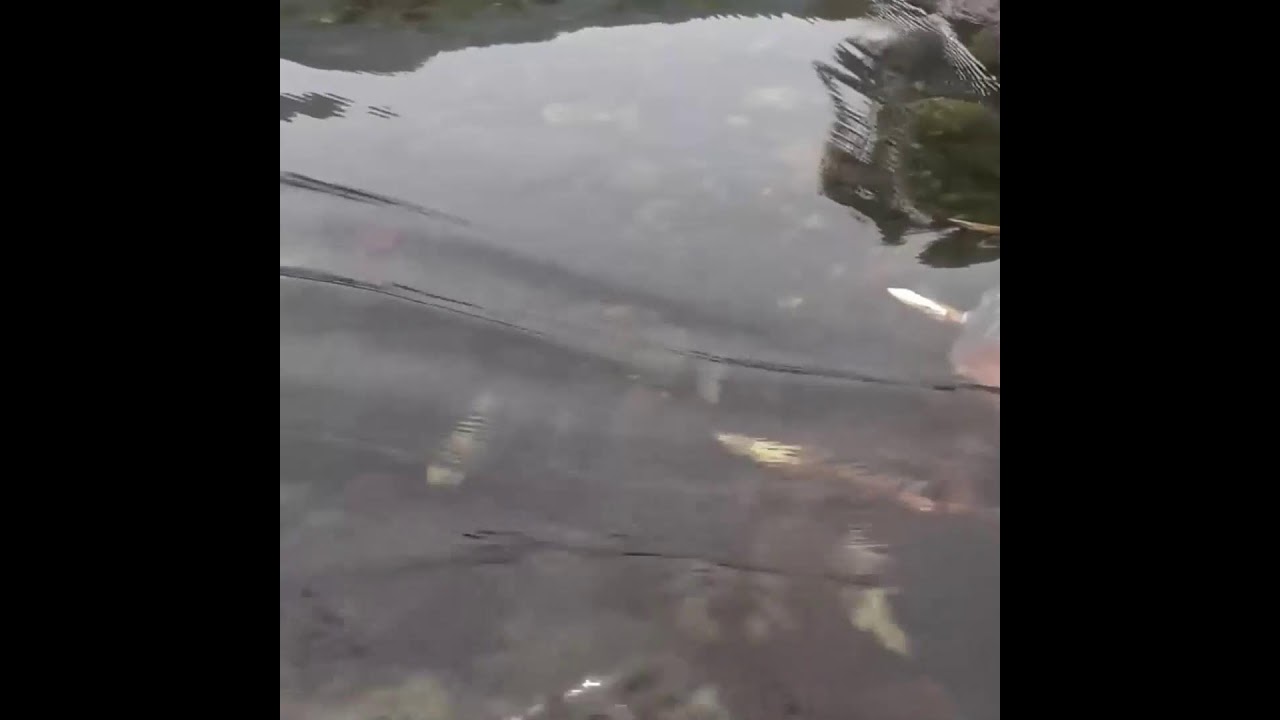 Exciting Fishing with a Large Pump | Catching Tons of Fish & Big Catfish